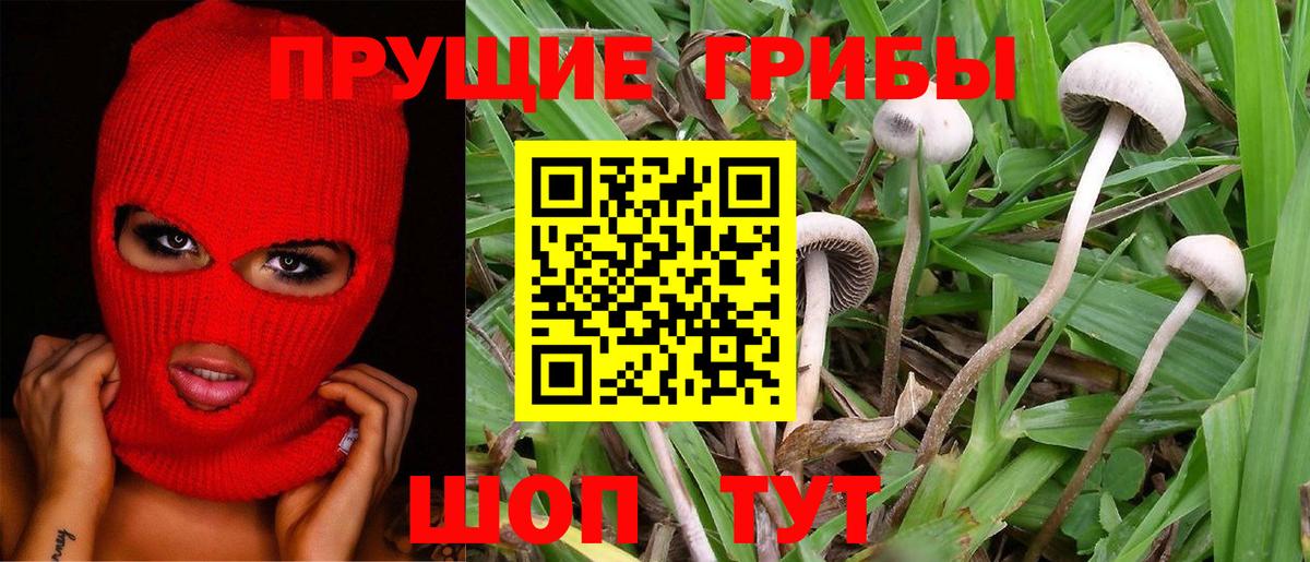 Галлюциногенные грибы Psilocybe Рыбинск